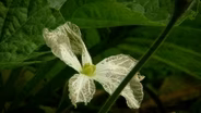 Night Pollination in the Vegetable Garden