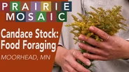 Candace Stock: Food Foraging in Minnesota