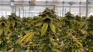 Cannabusiness: Marijuana on Main Street