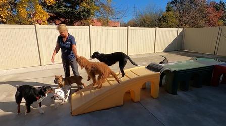 Video thumbnail: Lehigh Valley Rising Lehigh Valley Rising: The Business of Pets