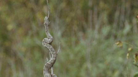 Video thumbnail: Big Pacific Snake Island