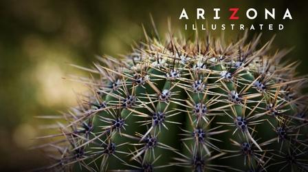 Video thumbnail: Arizona Illustrated Cacti, Medicine & Sunsets
