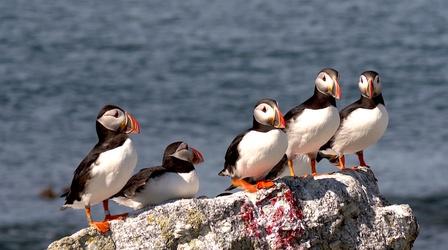 Video thumbnail: PBS NewsHour As Maine's waters warm, vulnerable puffins face new threat