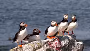 As Maine's waters warm, vulnerable puffins face new threat