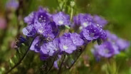 California in Bloom (Preview)