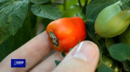 Video thumbnail: You Bet Your Garden You Bet Your Garden S4 Ep 19 Rising Cost of Produce