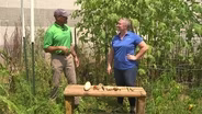 Collecting Seeds from Vegetables & Garlic
