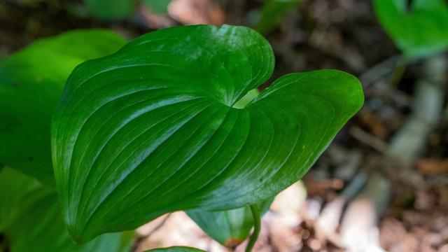 Les Stroud's Wild Harvest | Deer Heart Lily