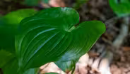 Deer Heart Lily