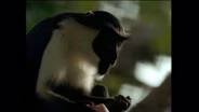 Tiwai: Island of the Apes