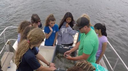 Video thumbnail: WFSU Education STEM Adventures: Marine Biology