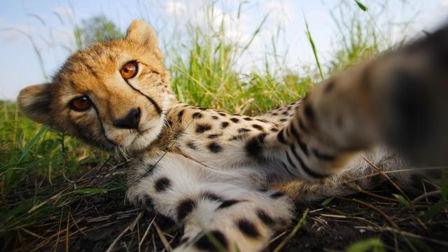 Nature | The Cheetah Children