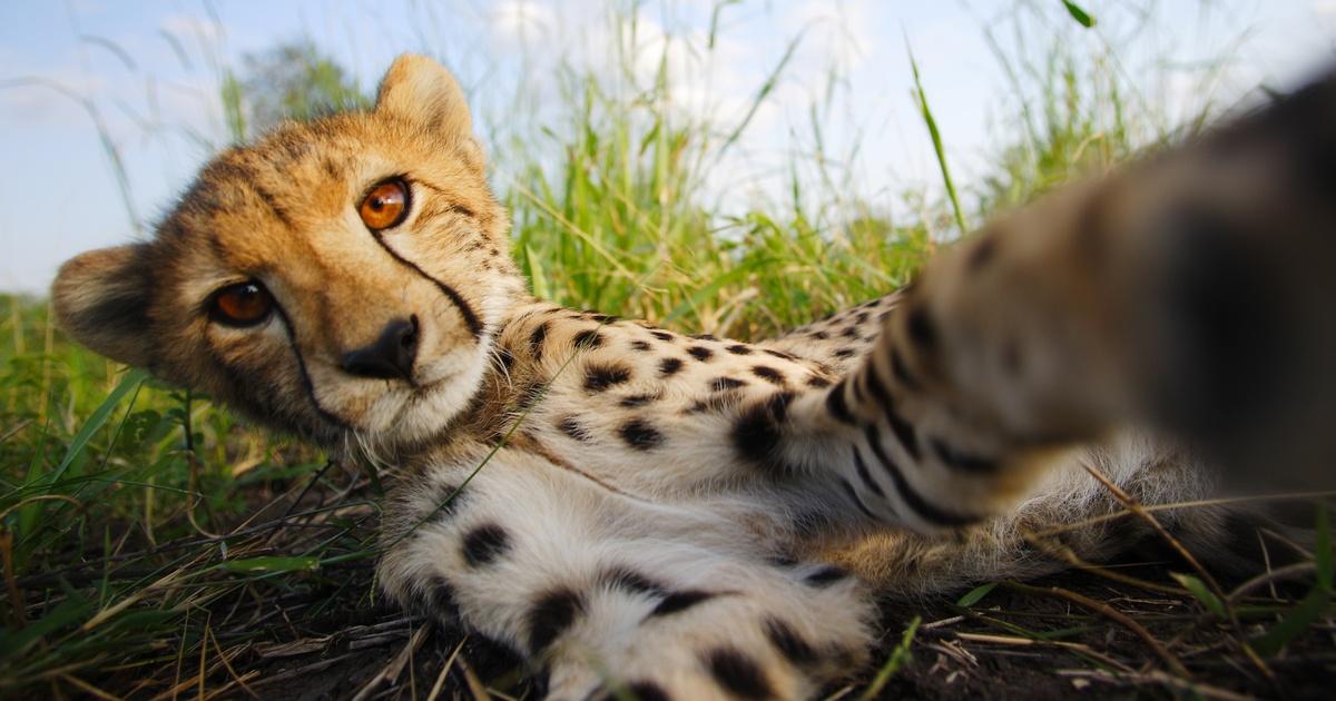 Nature | The Cheetah Children | Season 36 | Episode 5 | PBS
