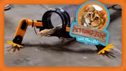 Petting Zoo: Snake Gets Robotic Feet