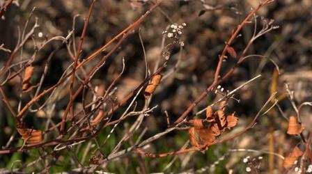 Video thumbnail: Backyard Farmer Lifestyle Gardening: Garden Trends & Woody Ornamentals