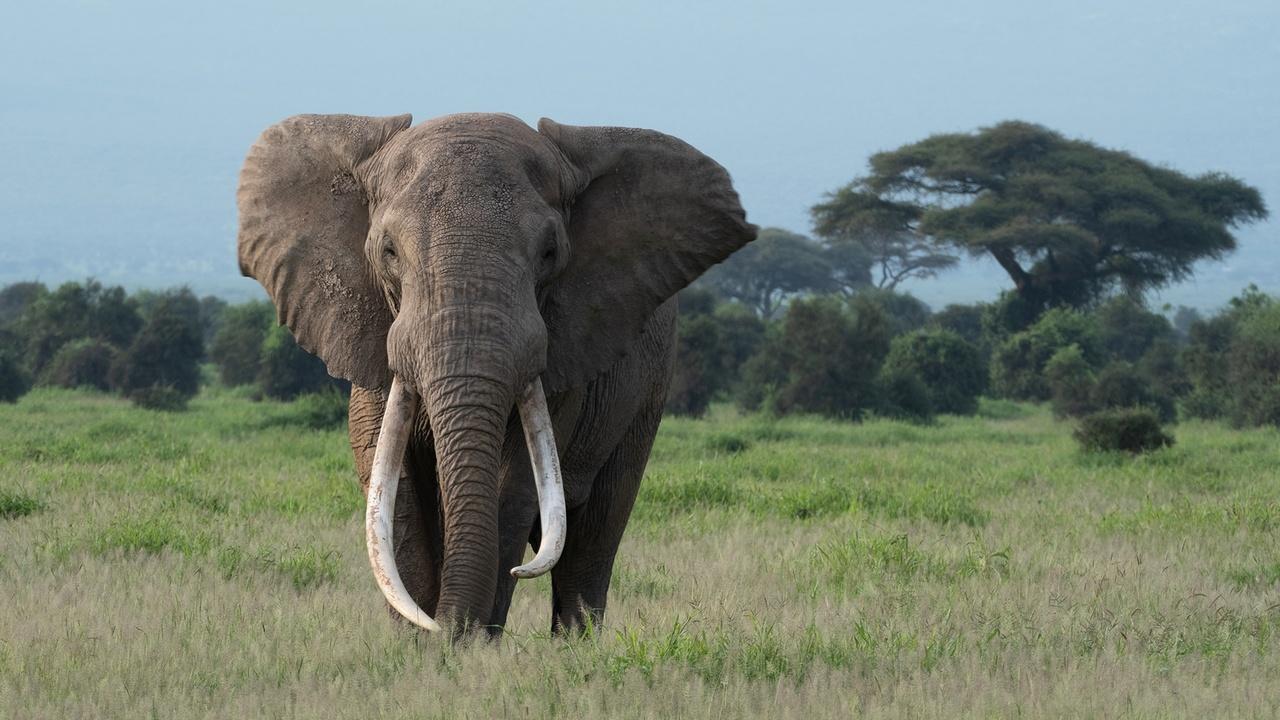 Nature | Tusker: Brotherhood of Elephants