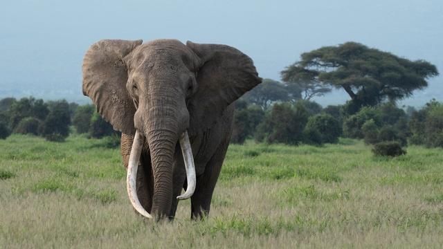 Nature | Tusker: Brotherhood of Elephants