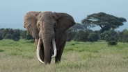 Tusker: Brotherhood of Elephants
