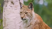 Lynx