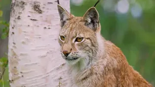 Lynx