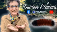 Myths & Stories of the Woolly Bear