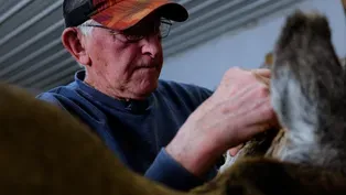 Taxidermy and Vehicle Recovery