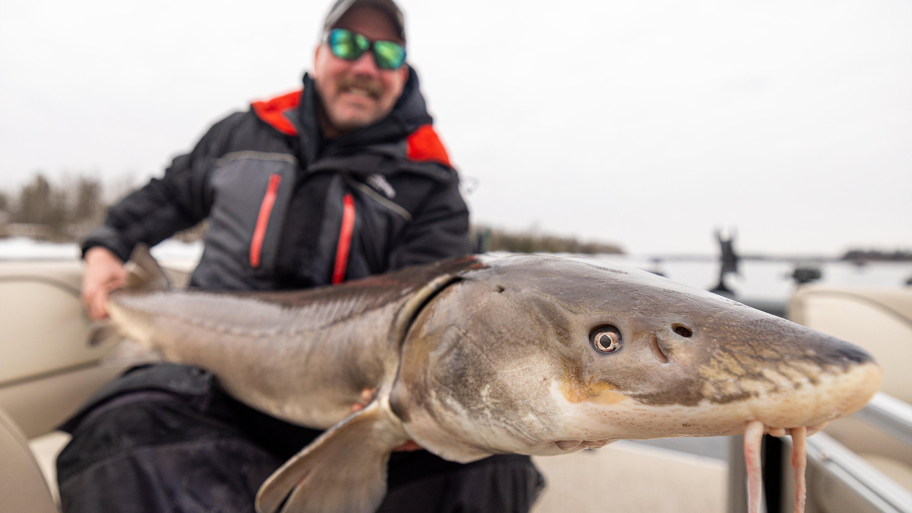 Kevin Hinrichs of the Royal Dutchman Resort battles monster sturgeon. Then, DNR studies the fish.