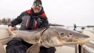 Rainy River Sturgeon
