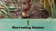 Harvesting Onions