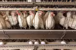 Growing concerns about bird flu cases in U.S. farm animals