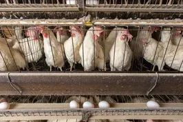 Growing concerns about bird flu cases in U.S. farm animals
