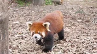 Red Pandas
