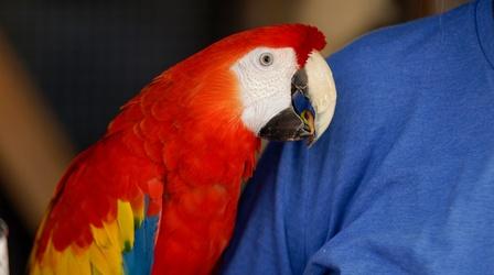 Video thumbnail: Animal Talk Rhode Island Parrot Rescue