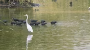 Birdwatching and Conservation at the Henderson Bird Viewing Preserve