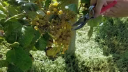 Grape Harvesting Tips & Garden Season Review