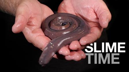 Video thumbnail: Deep Look How Hagfish Unleash a Torrent of Slime