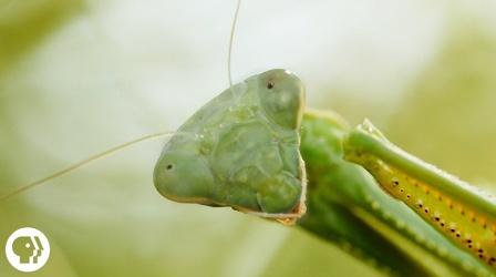 Video thumbnail: Deep Look Praying Mantis Love is Waaay Weirder Than You Think