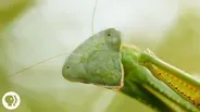 Praying Mantis Love is Waaay Weirder Than You Think