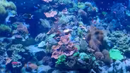 New Exhibit at Shedd Aquarium Highlights Ecosystems