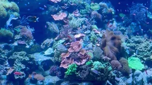 New Exhibit at Shedd Aquarium Highlights Ecosystems