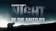 Glacier Park's Night of the Grizzlies
