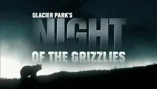 Glacier Park's Night of the Grizzlies