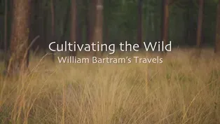 Cultivating the Wild