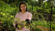 Blackberry Care