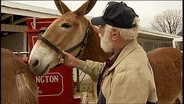 Tennessee Mule Days