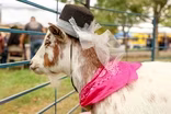 Rescue goats dress to impress