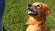 The Dig: Happy Hounds