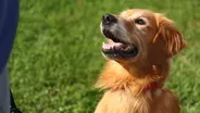 The Dig: Happy Hounds