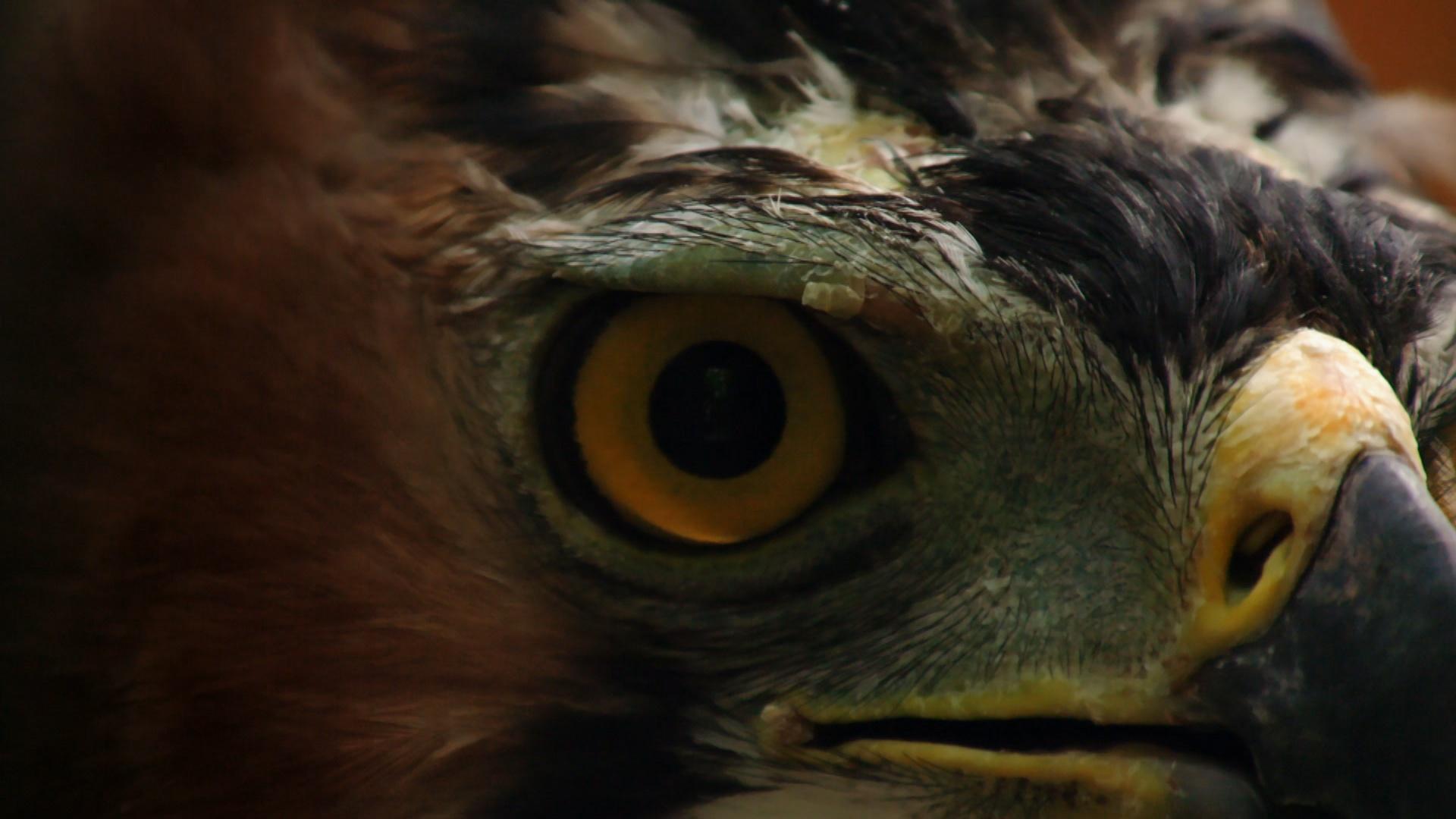 Eagle Eye by EaglePortraits 