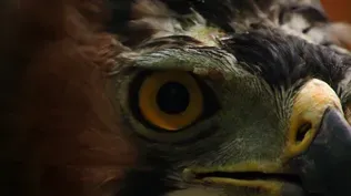 How Sharp are an Eagle's Eyes?